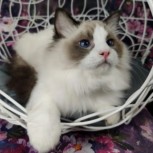 Allan, gatito Ragdoll