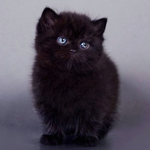 Amelie, gatito Británico de Pelo Corto