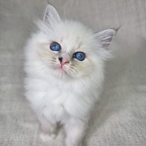 Andrew, gatito Ragdoll