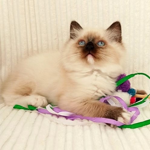 Anthony, gatito Persa