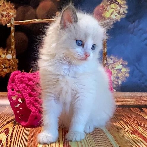 Astor, gatito Ragdoll