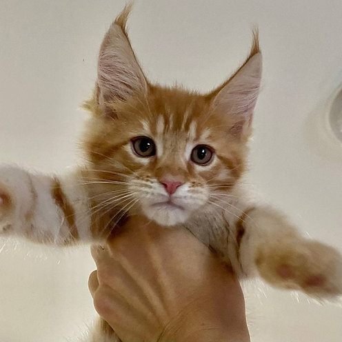 Baron, gatito Maine Coon