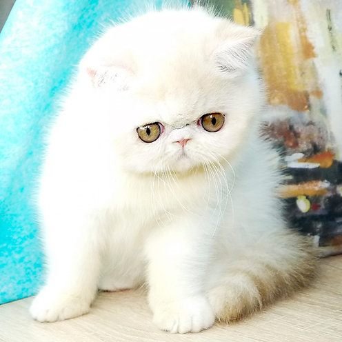 Gatito Exótico de Pelo Corto