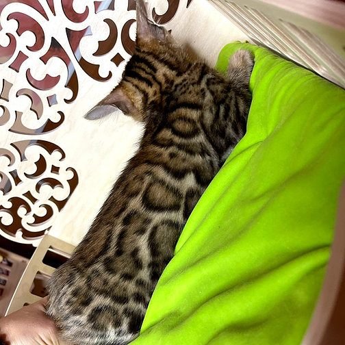 Bella, gatito Bengalí