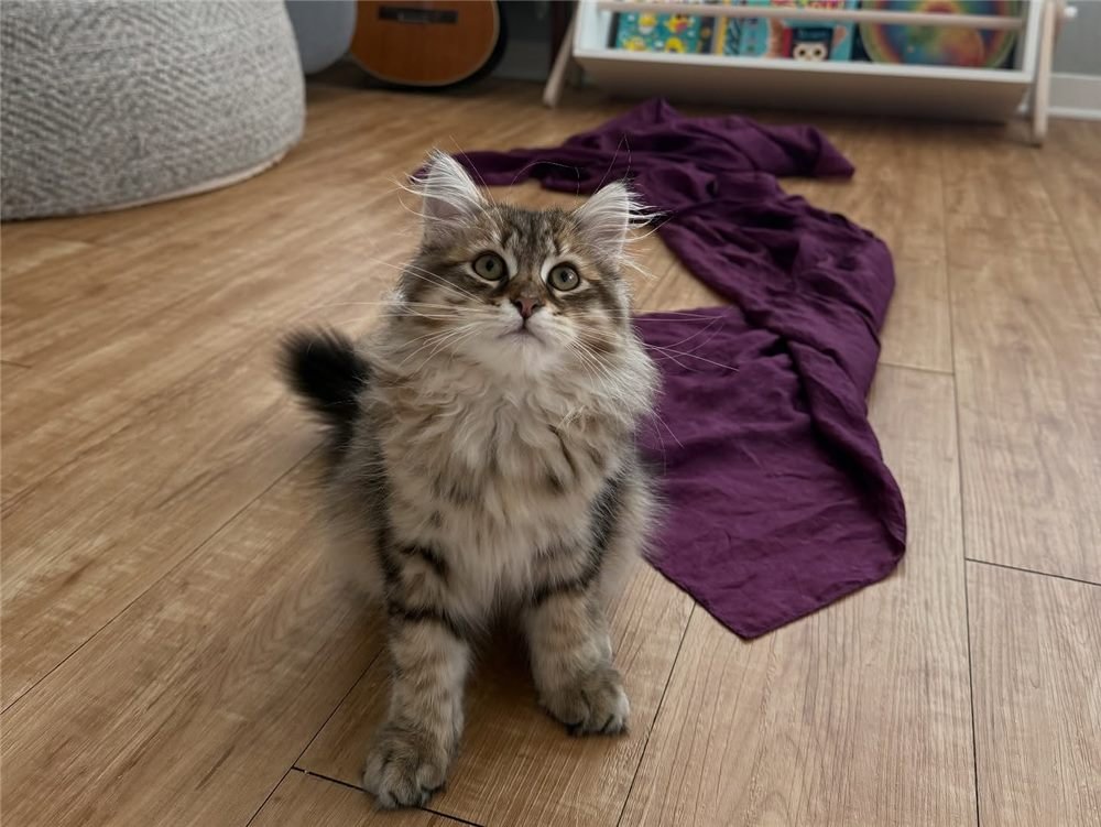 Bella, gatito Maine Coon