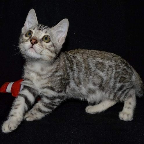 Betty, gatito Bengalí