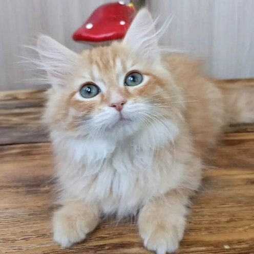 Boyle, gatito Ragdoll