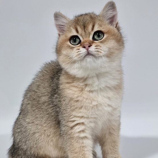 Buddy, gatito Británico de Pelo Corto