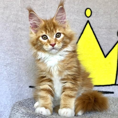 Charles, gatito Maine Coon