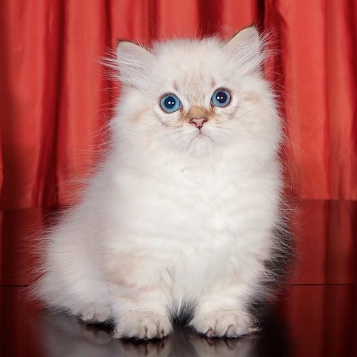 Cindy, gatito Ragdoll