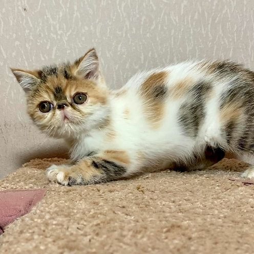 Colibri, gatito Exótico de Pelo Corto
