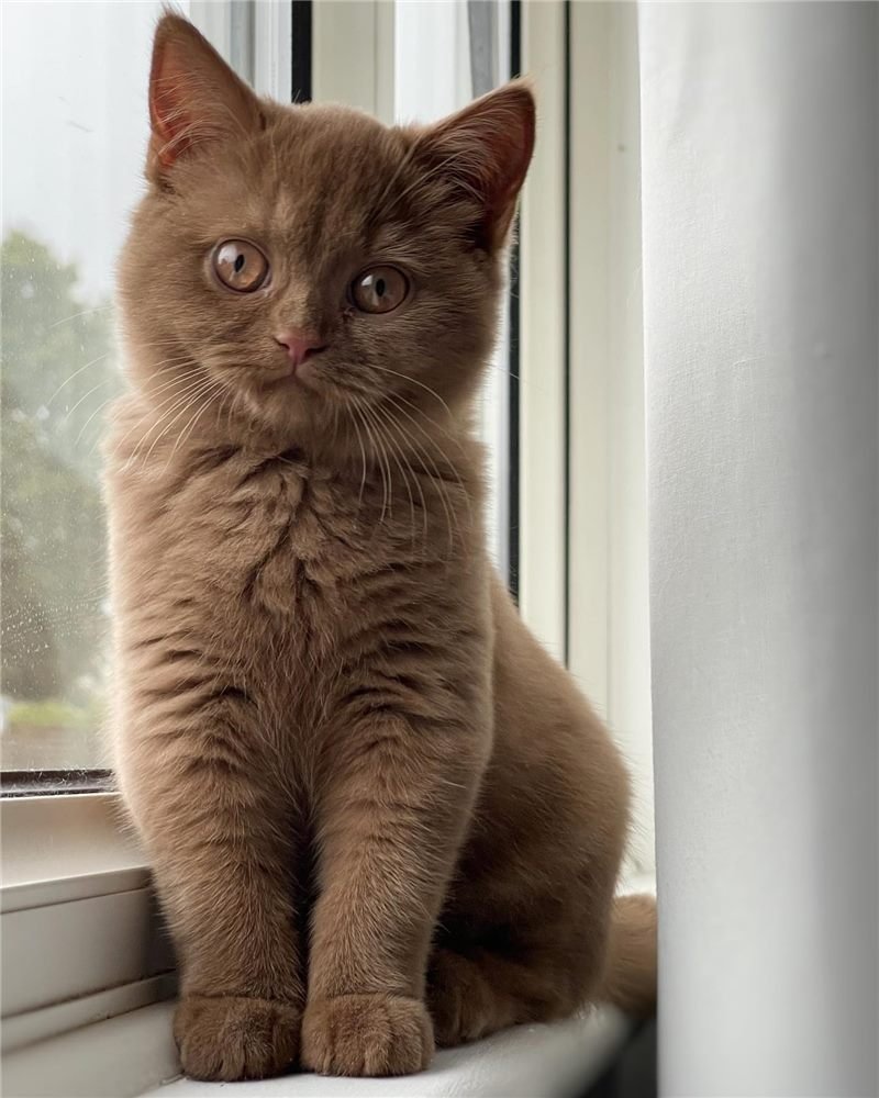 Dana, gatito Británico de Pelo Corto