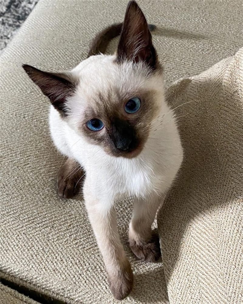 Gatito Siamés