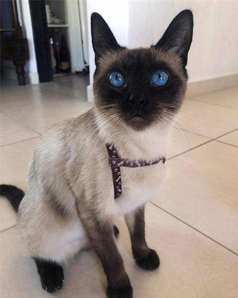 Dineo, gatito Siamés