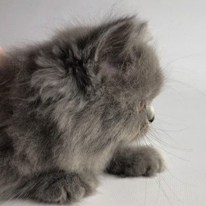 Donna, gatito Persa