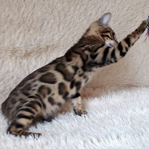 Egevika, gatito Bengalí