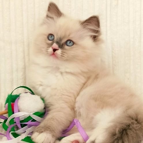 Funtik, gatito Persa
