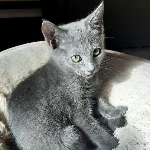 George, gatito Azul Ruso