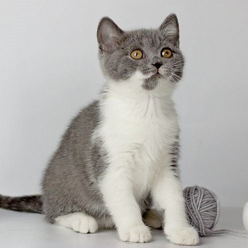 Gerbert, gatito Británico de Pelo Corto