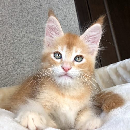 Hardox, gatito Maine Coon
