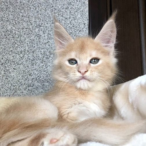 Hawk, gatito Maine Coon