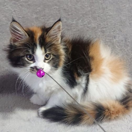 Heidi, gatito Maine Coon