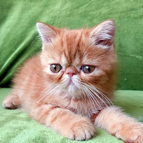Inessa, gatito Exótico de Pelo Corto