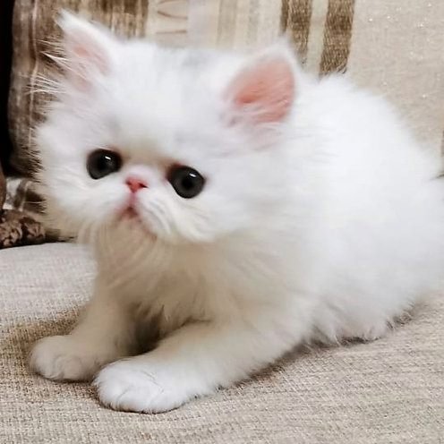 James, gatito Persa