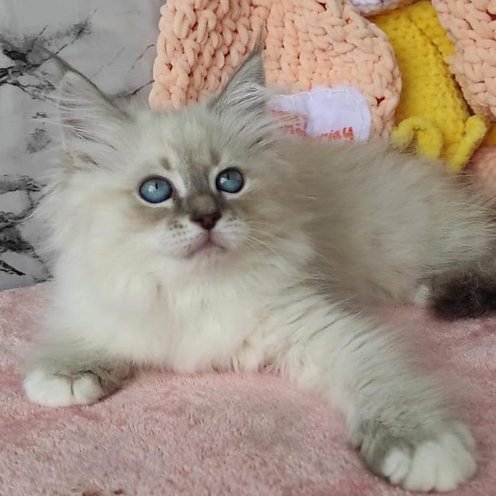 Jarvis, gatito Ragdoll