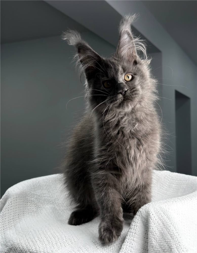 Jarvis, gatito Maine Coon