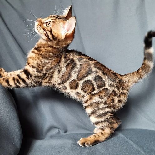 Kelley, gatito Bengalí