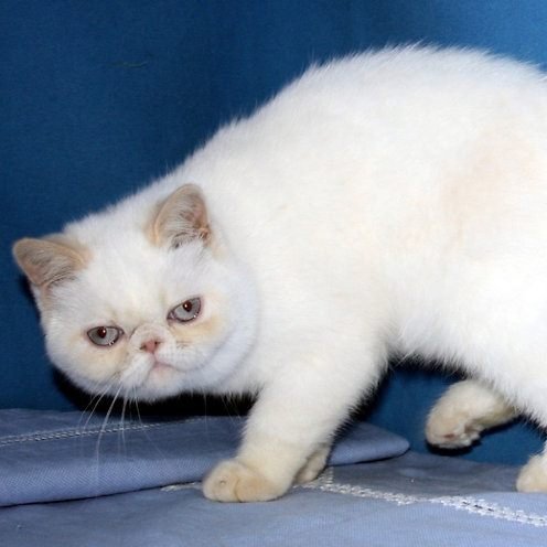 Laima, gatito Exótico de Pelo Corto
