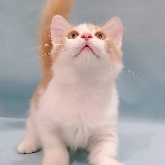 Lars, gatito Británico de Pelo Corto