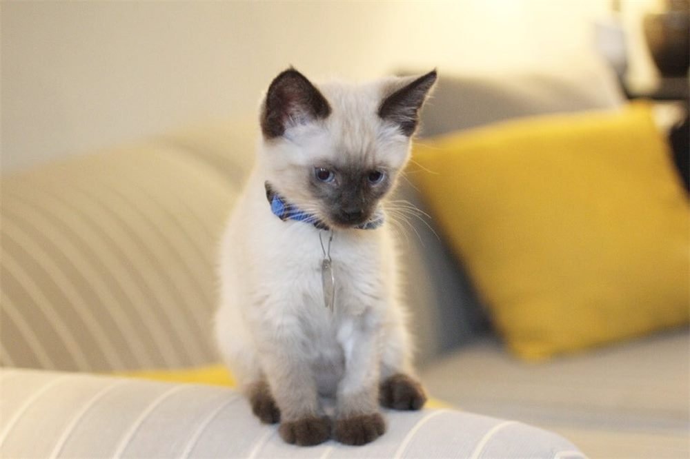Lea, gatito Siamés