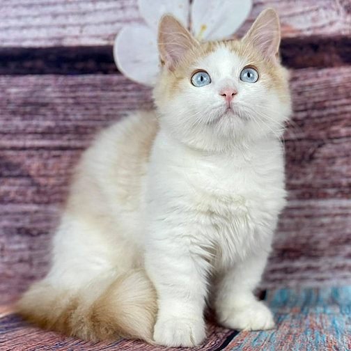 Leo, gatito Ragdoll