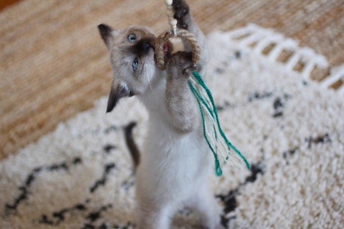 Leo, gatito Siamés