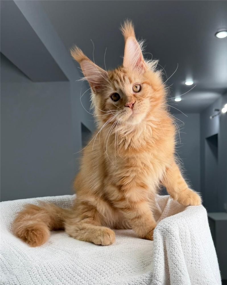 Lion, gatito Maine Coon