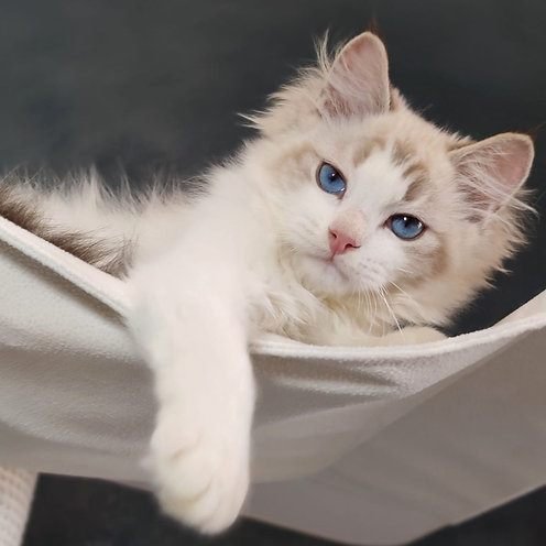 Louis, gatito Ragdoll