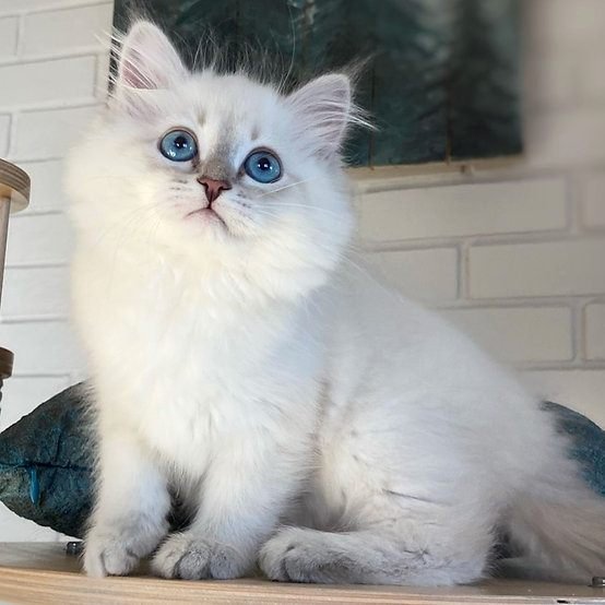 Lydia, gatito Ragdoll