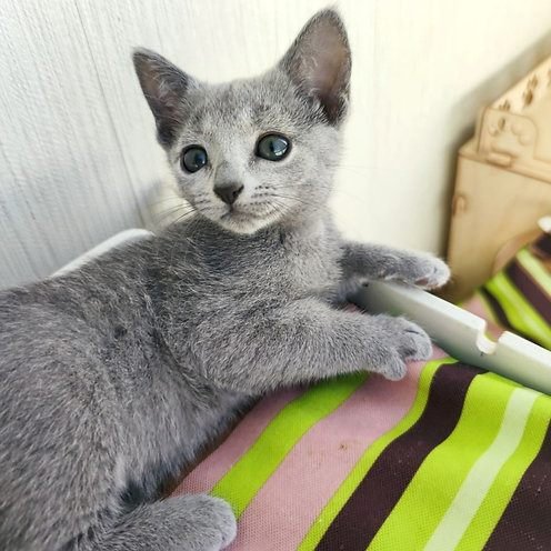 Maisie, gatito Azul Ruso