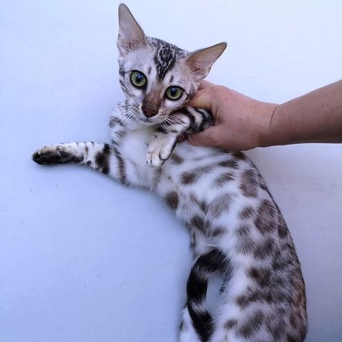 Maria, gatito Bengalí
