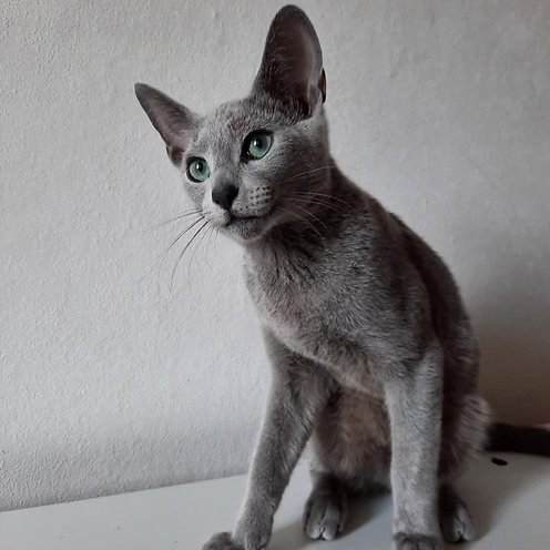 Mason, gatito Azul Ruso