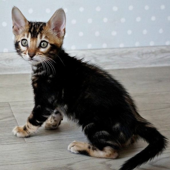 Max, gatito Bengalí