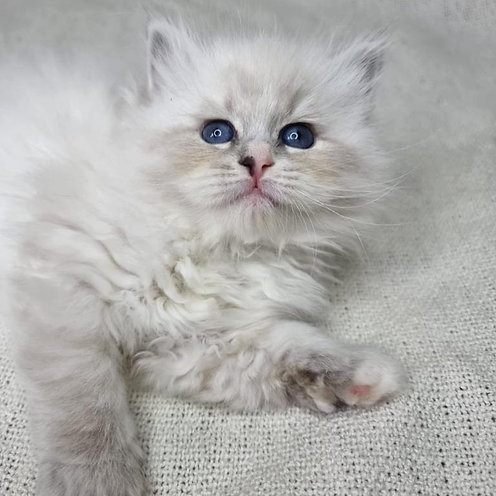 Megan, gatito Ragdoll