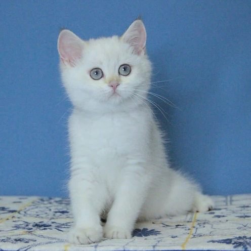 Molli, gatito Británico de Pelo Corto