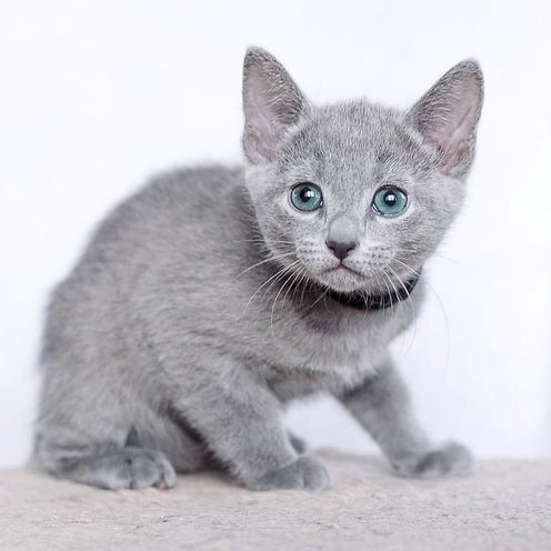 Murhty, gatito Azul Ruso