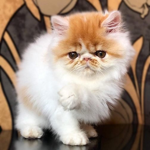 Nancy, gatito Persa