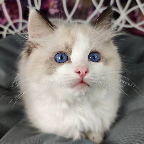 Noi, gatito Ragdoll