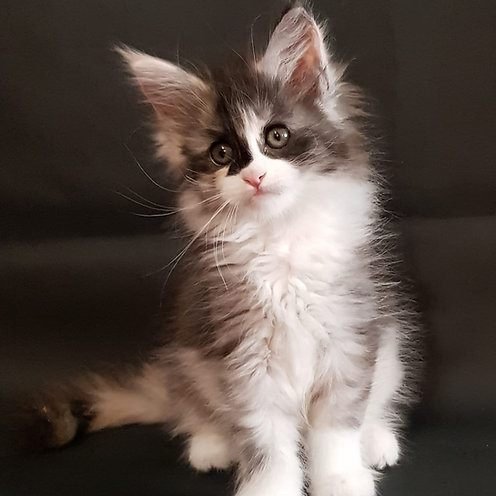 Paola, gatito Maine Coon