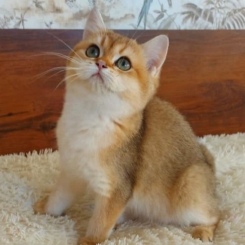 Quana, gatito Británico de Pelo Corto
